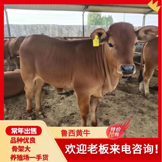 鲁西牛苗活牛牛犊 耐饲养 全国可发欢迎来电联系