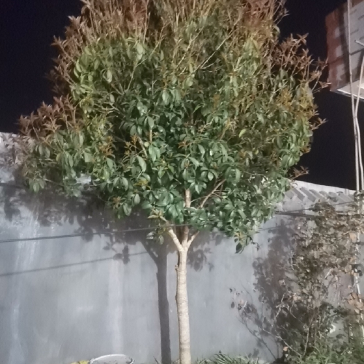 罗平县八月桂（价格可议）
