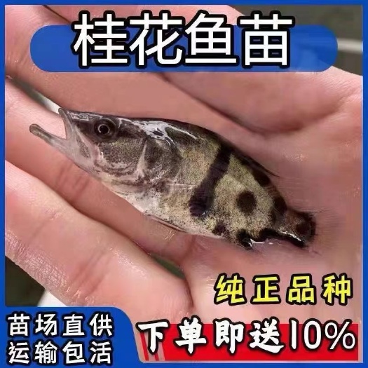 建湖县桂花小鱼苗鳜鱼苗淡水鱼苗养殖食用活体肉食性批发