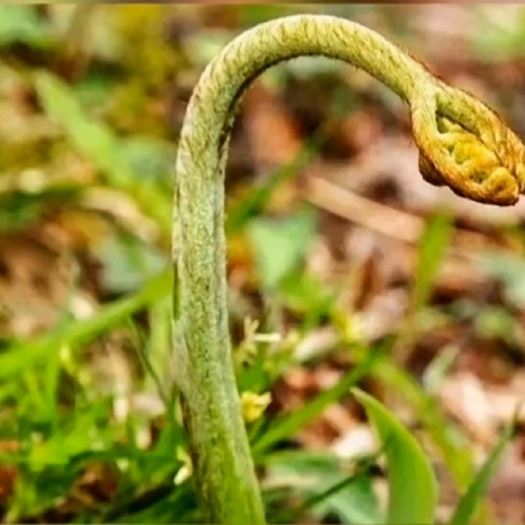 金沙县贵州野生蕨菜