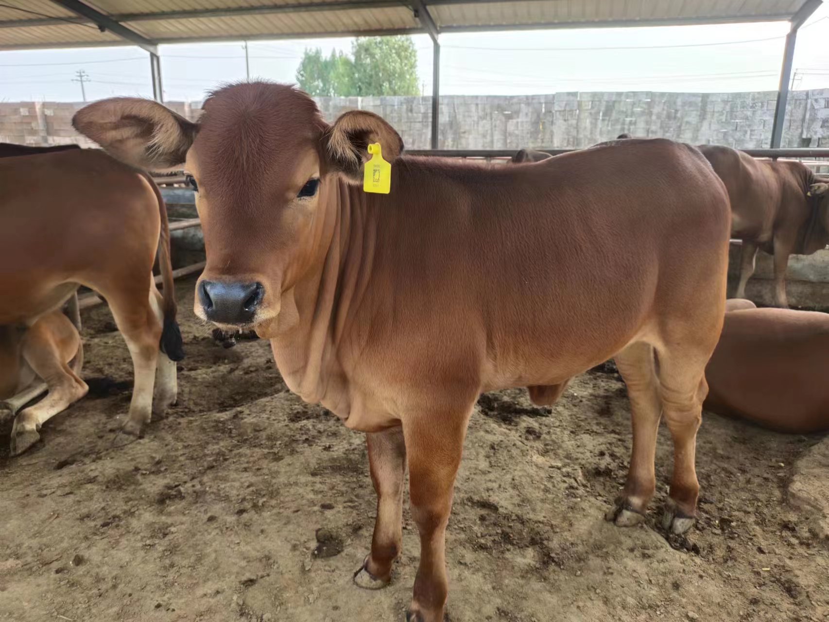 鲁西牛苗活牛牛犊 耐饲养 全国可发欢迎来电联系