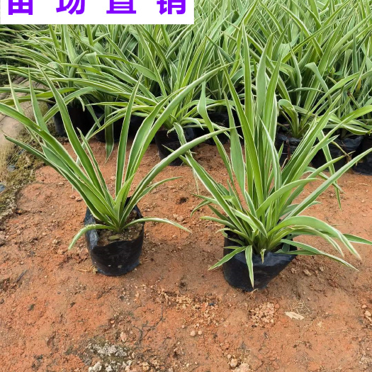 福建漳州漳浦吊兰盆栽批发 支持快递物流专线 发票齐全