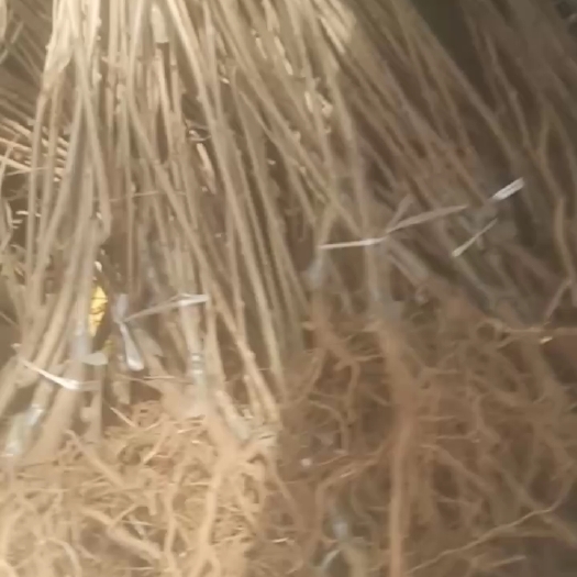 淄博碧玉猕猴桃苗原泰山11