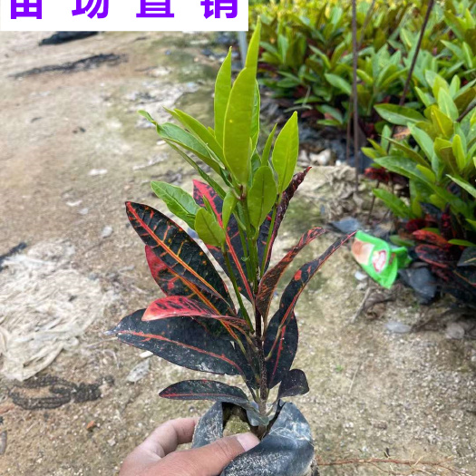 漳浦县福建漳州变叶木苗木批发 支持快递物流发货 提供发票