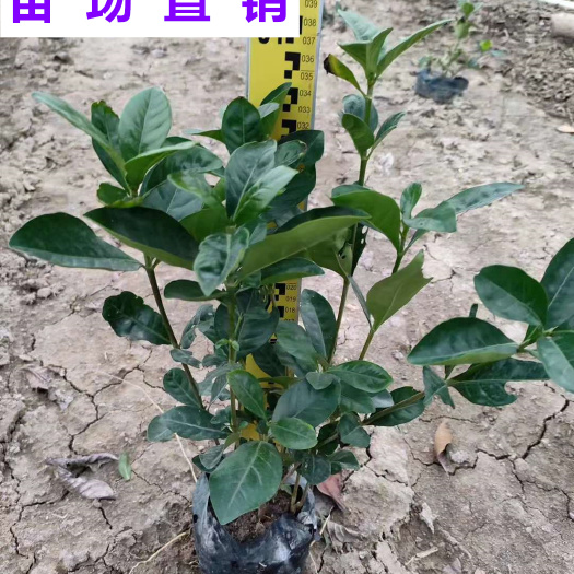 福建漳州供应大叶栀子花苗支持整车物流发货可开发票