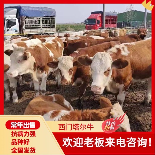 郓城县西门塔尔牛鲁西黄牛改良黄牛小牛犊有需要的联系我