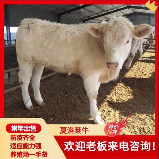 郓城县夏洛莱牛 小牛犊 活牛牛犊 骨架大长势快 自家养殖 欢迎老板