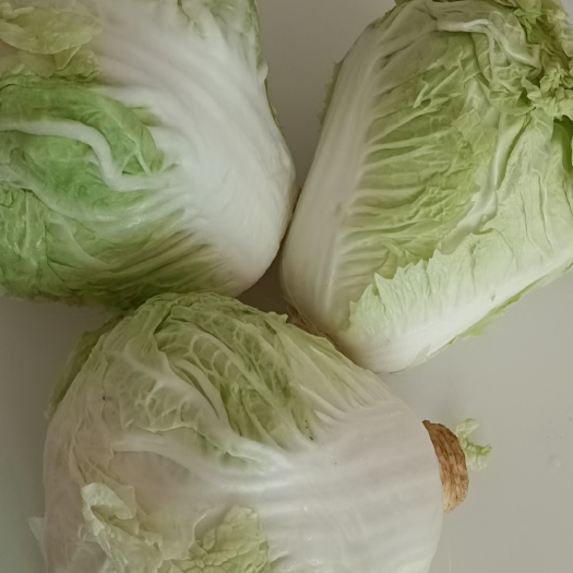 邯郸大白菜