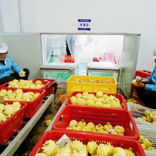 徐闻县泰国小菠萝源头厂家批发直销四季供应