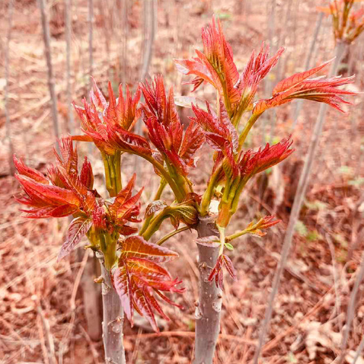 安顺自家山上的，红油香椿新鲜香椿芽露天头茬现摘现发蔬菜批发现货