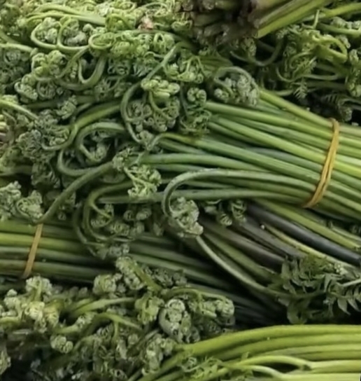 六盘水野生蕨菜