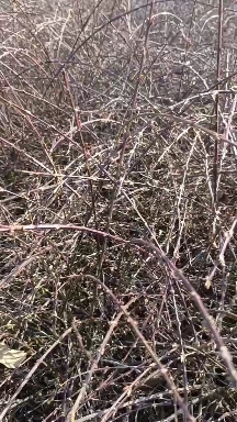 沭阳县基地直销迎春花苗公园庭院小区河边道路绿化