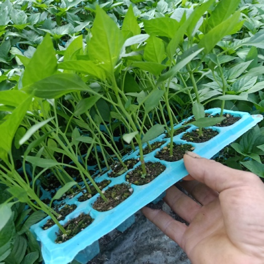 二荆条辣椒苗 线椒,55号牛角椒,螺丝椒,朝天椒,软皮,