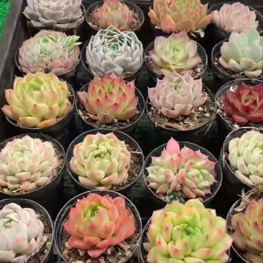 兴仁市多肉植物组合