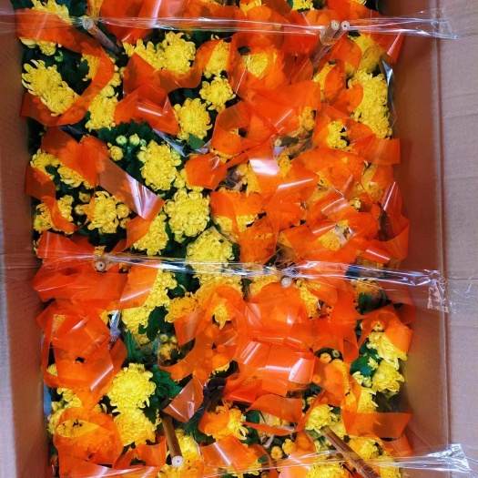 昆明清明用花祭祀用花手提袋龙爪菊150盆24盆/件