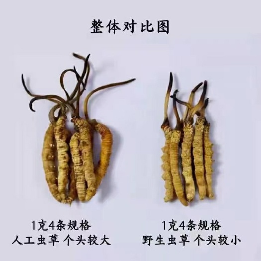 那曲那曲虫草和人工种植对比图 了解清楚再下单 不要去花一份冤枉钱