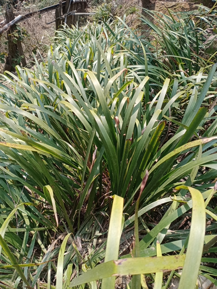 城步苗族自治县五香草