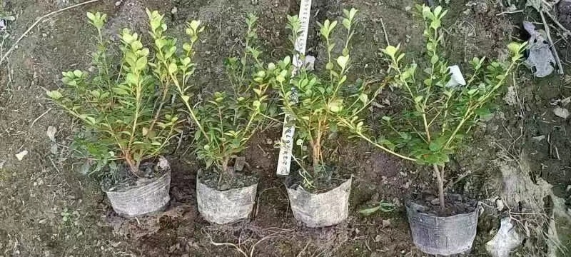 浏阳市夏杜杯苗