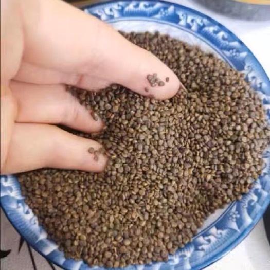 亳州沙苑子