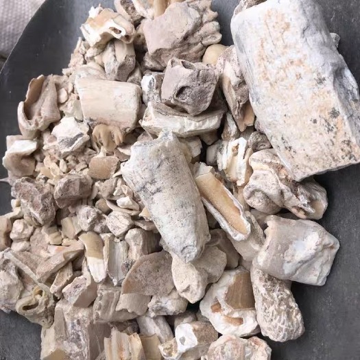 亳州一手货源 龙齿纯齿中药材  生龙齿  白龙齿