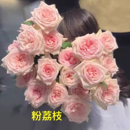 基地直供【粉荔枝】香水月季小苗裸根扦插苗盆栽绿植花卉四季开花