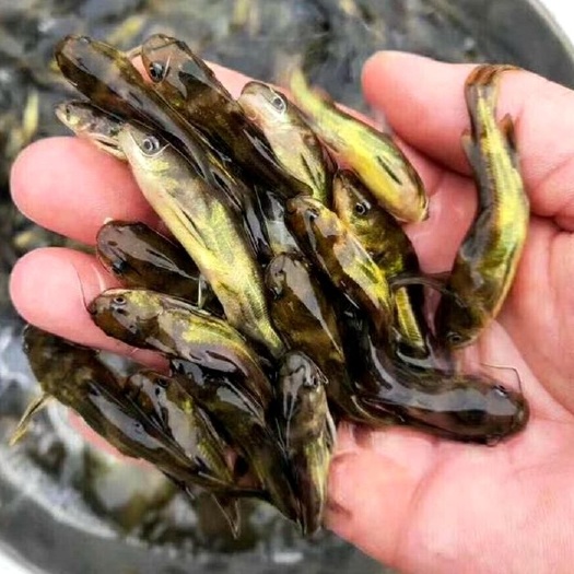 沭阳县黄骨鱼苗批发