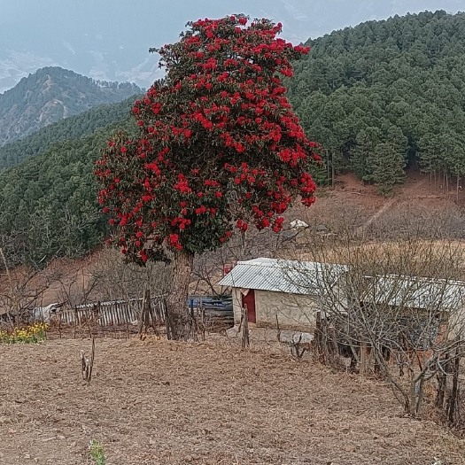 丽江马樱花庭院大地景
