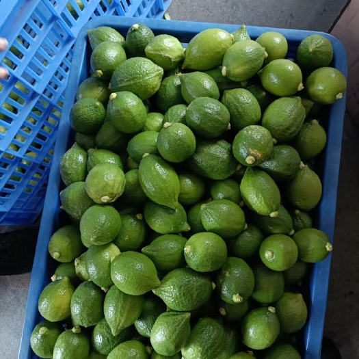 阳江广东香水柠檬