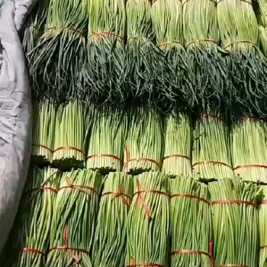 中牟精品红帽蒜苔，清明前前后下来，需要的客商提前预订合作