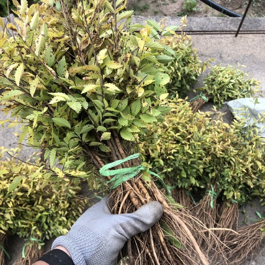 开原市东北籽播金叶榆小苗 辽宁金叶榆工程苗 开原金叶榆杯苗繁育基地
