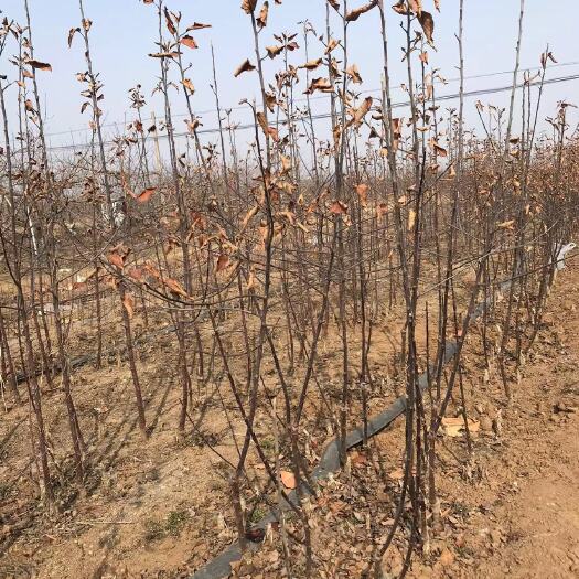 栖霞市烟台栖霞爱妃土岐明月苹果苗