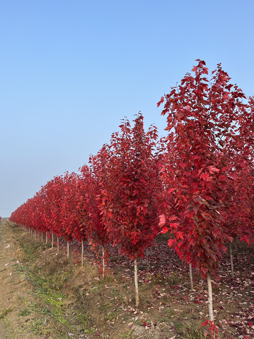 邳州市美国红枫  高度1.5米～2米红冠红枫，量大价优，！