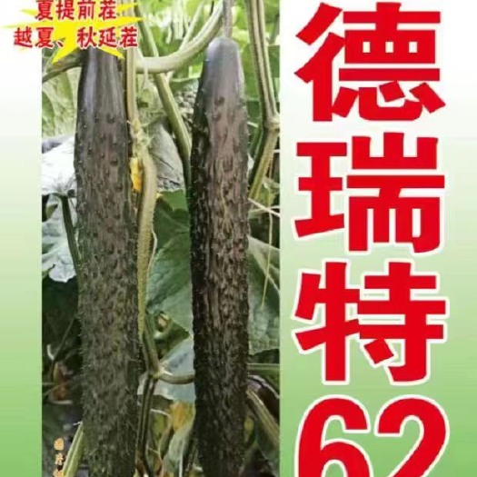 寿光市德瑞特62黄瓜种苗