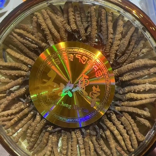康定市冬虫夏草，海拔四千才有的