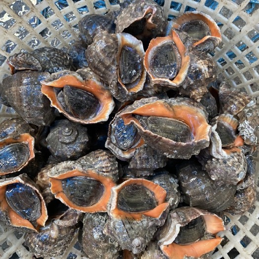 丹东东港大海螺，肉厚肥美，极鲜