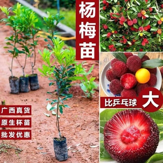 灵山县正品嫁接东魁杨梅苗，黑碳杨梅苗带营养杯广西发货