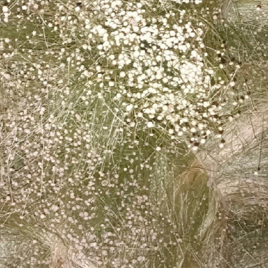 玉林谷精草