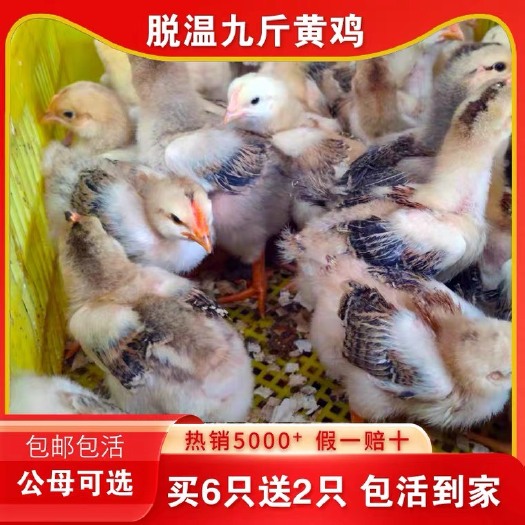 南宁脱温鸡苗九斤黄半大鸡土鸡肉鸡活体K9鸡麻黄鸡红玉鸡灵土阉鸡