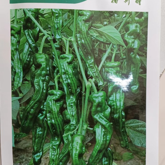 辣椒香辣皱皮111 F1 福斯特  香辣皱皮椒种子