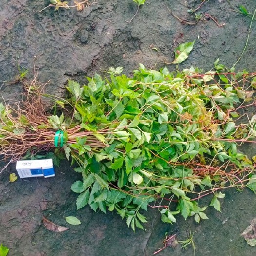 开原市东北五叶地锦小苗 辽宁爬山虎工程苗 开原三叶地锦杯苗