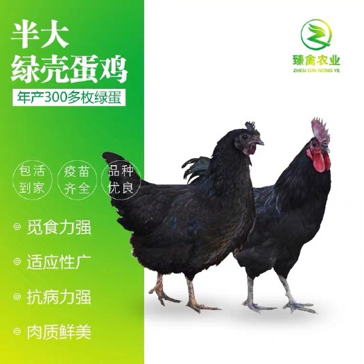 南宁半大黑鸡脱温苗小鸡苗五黑鸡活苗纯种五黑一绿鸡活体绿壳蛋活鸡苗