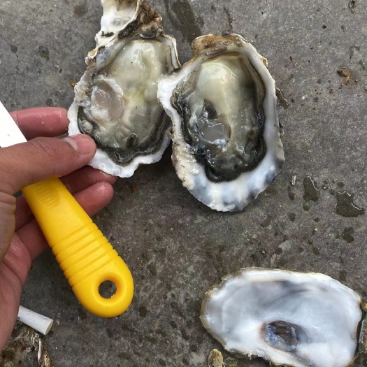 漳浦县生蚝 牡蛎 福建生蚝