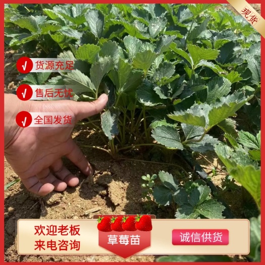 济南草莓苗 隋珠草莓苗 脱毒草莓苗冷藏箱加冰发货 红颜草莓苗