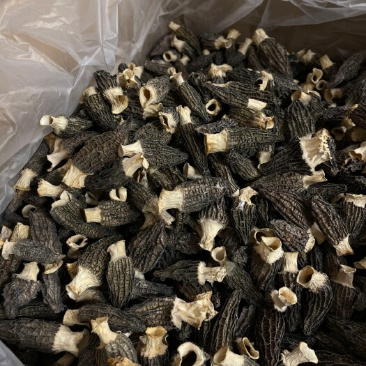 广州头茬5-8羊肚菌