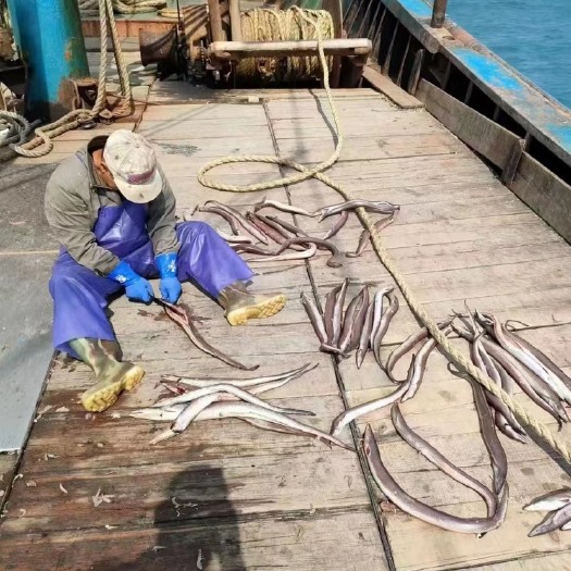 舟山船晒鳗鱼干 海鳗干