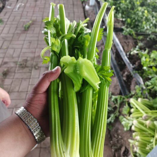 皇后西芹 接受定制
