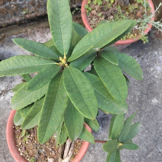 腾冲市马缨花