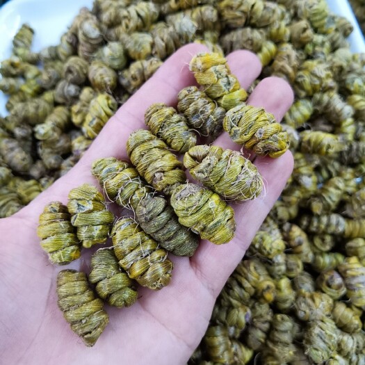 广州铁皮石斛