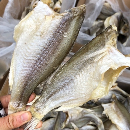 鲈鱼干展会地摊深海鲈鱼肉角鱼干公干鱼银鱼鱿鱼淡水鲈鱼干