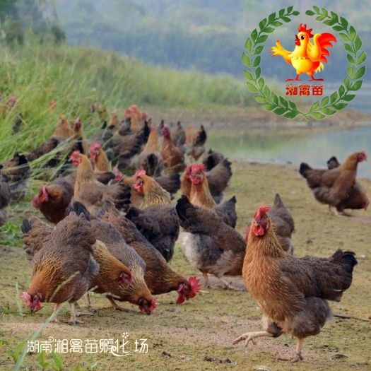 衡阳出售清远麻鸡苗脱温苗饲养一个月脱温鸡量大优惠